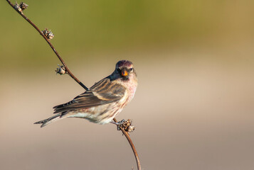 Mealy Redpoll, Acanthis flammea