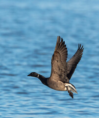 Dark-bellied Brent Goose, Branta bernicla bernicla