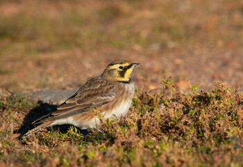 Shore Lark, Eremophila alpestris flava