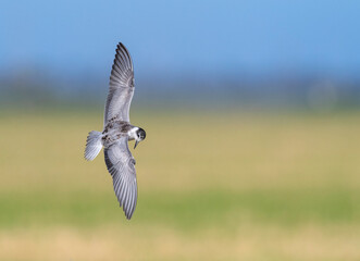 Whiskered Tern, Chlidonias hybrida