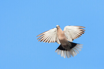 Eurasian Collared Dove, Streptopelia decaocto