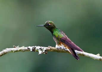 Fototapeta premium Buff-tailed Coronet, Boissonneaua flavescensa