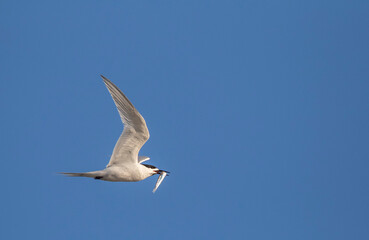 Fototapeta na wymiar White-fronted Tern, Sterna striata striata