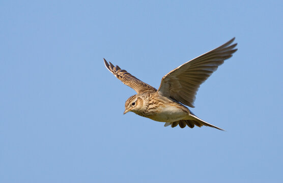 Eurasian Skylark, Alauda arvensis