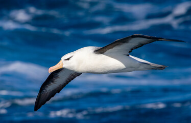 Black-browed Albatross, Thalassarche melanophris