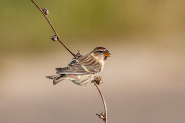 Mealy Redpoll, Acanthis flammea