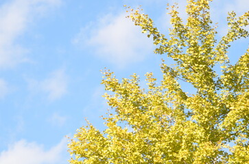 秋空と紅葉した銀杏の木