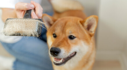 grooming and combing of dogs during molting