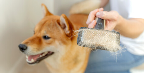 grooming a shiba inu dog at home