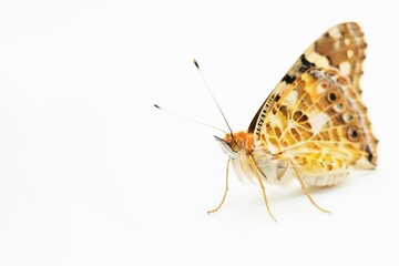 白背景に翅を閉じで立つ一匹の可愛いオレンジ色のヒメアカタテハチョウ