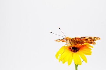 白背景に綺麗なカレンデュラの花の上に乗るオレンジ色のヒメアカタテハ蝶とコピースペース - obrazy, fototapety, plakaty