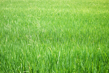 Greenery for grass field and rice farm background