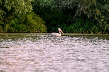 Pelicans (Pelecanidae, Pelecanus) in the Danube in the Danube Delta Biosphere Reserve, Delta...