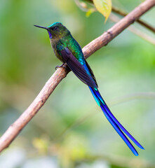 Violet-tailed Sylph, Aglaiocercus coelestis coelestis, male perched 