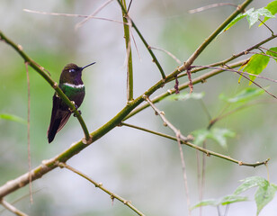 Male Gorgeted Sunangel, Heliangelus strophianus, perched