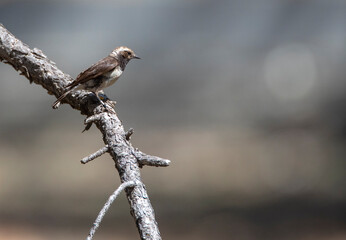 Cyprus Wheatear, Oenanthe cypriaca