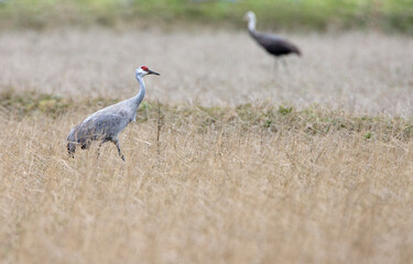 Sandhill Crane, Grus canadensis