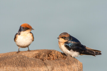 African Wire-tailed Swallow, Hirundo smithii smithii