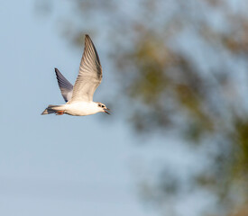 Fototapeta premium Whiskered Tern, Chlidonias hybrida