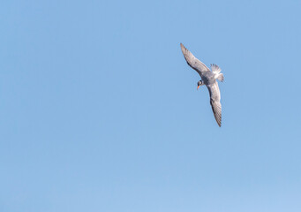 Caspian Tern, Hydroprogne caspia