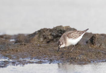 Semipalmated Sandpiper, Calidris pusilla