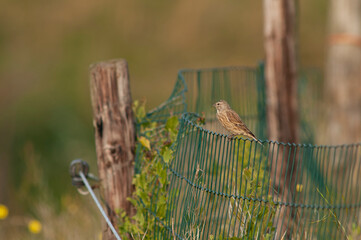 Common Linnet, Linaria cannabina