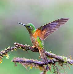 Chestnut-breasted coronet, Boissonneaua matthewsii