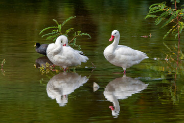 Coscoroba Swan, Coscoroba coscoroba