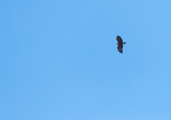 Greater Spotted Eagle, Aquila clanga