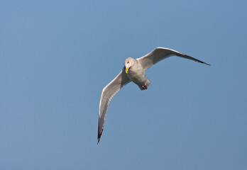 Vega Gull, Larus vegae
