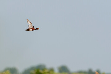 Ferruginous Duck, Aythya nyroca