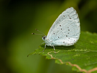 Holly Blue, Celastrina argiolus