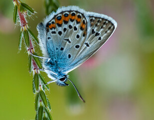 Silver-studded Blue, Plebejus aragus