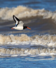 Eurasian Oystercatcher, Haematopus ostralegus