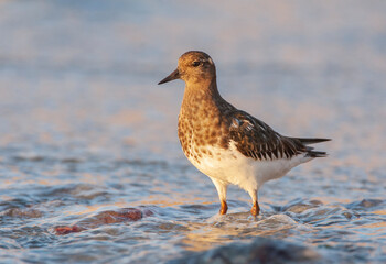 Black Turnstone, Arenaria melanocephala