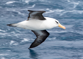Campbell Albatross, Thalassarche impavida