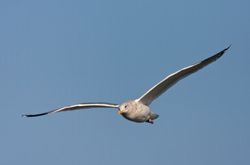 Vega Gull, Larus vegae