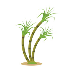 sugarcane vector illustration on white isolated