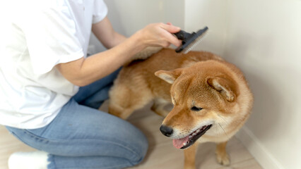 grooming a shiba inu dog at home