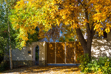 Autumn landscape, a tree with bright yellow leaves at the entrance to the house.