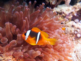 Fototapeta na wymiar Clown fish of the red sea