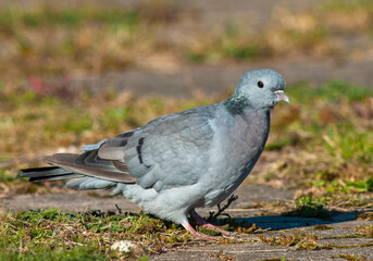 Stock Dove, Columba oenas