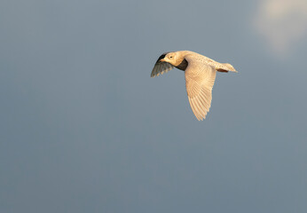 Iceland Gull, Larus glaucoides