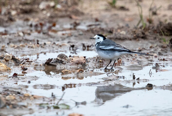 Obraz premium Pied Wagtail, Motacilla yarrelli