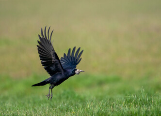 Rook, Corvus frugilegus