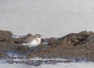 Semipalmated Sandpiper, Calidris pusilla