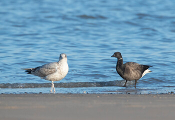 Dark-bellied Brent Goose, Branta bernicla bernicla