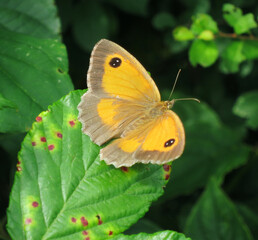 Gatekeeper, Pyronia tithonus, perched on a green leave in France.