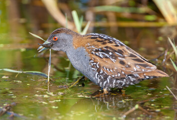 Baillon's Crake, Zapornia pusilla