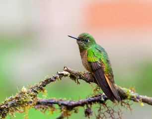 Chestnut-breasted coronet, Boissonneaua matthewsii